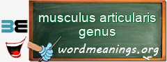 WordMeaning blackboard for musculus articularis genus
